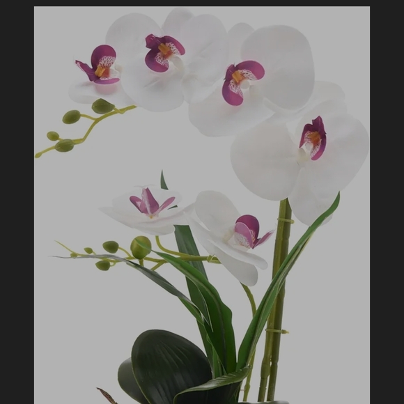 Sophisticated White and Pink Orchid Display - Picture 1 of 5